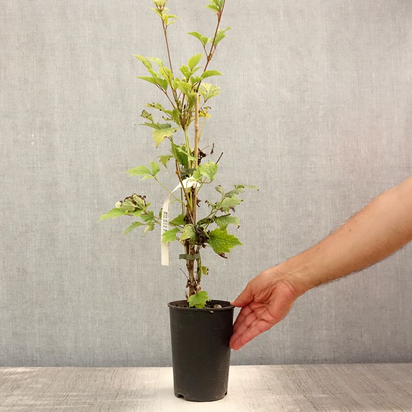 Esemplare di Clematis stans - Clematide Vaso da 2L/3L consegnato in estate