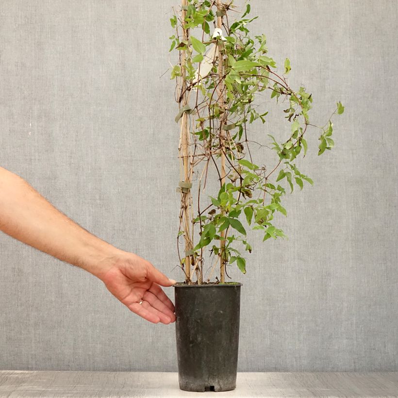 Esemplare di Clematis Sugar Sweet - Clematide Vaso da 2L/3L consegnato in estate