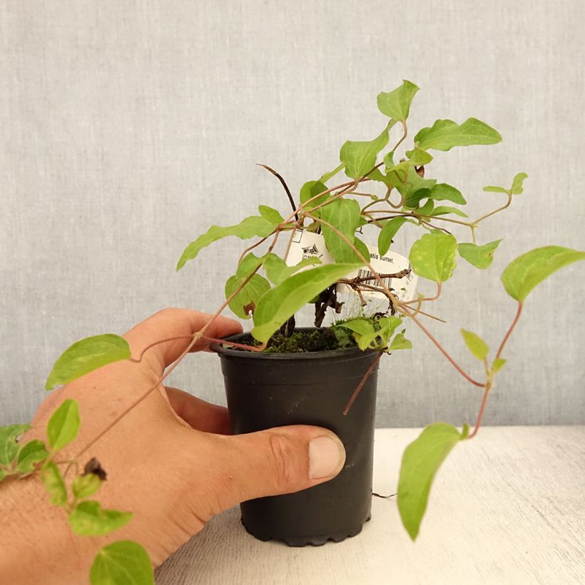 Esemplare di Clematis Sunset - Clematide Vasetto da 8/9 cm consegnato in estate