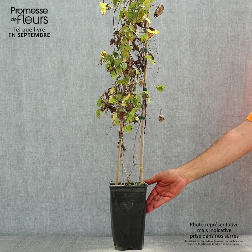 Esemplare di Clematis Sunset - Clematide Vaso da 2L/3L consegnato in estate
