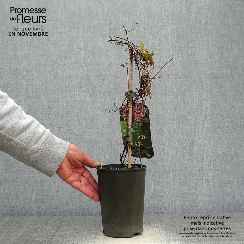 Esemplare di Clematis Super Cute - Clematide Vaso da 2L/3L come consegnato in autunno
