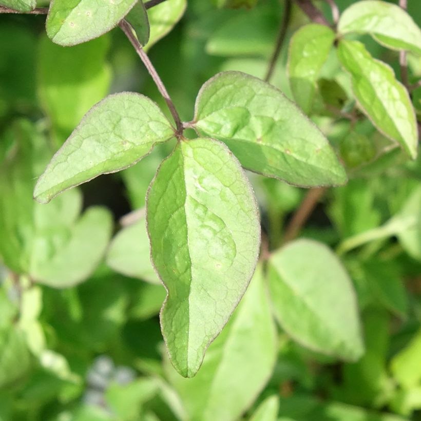 Clematis Supernight - Clematide (Fogliame)