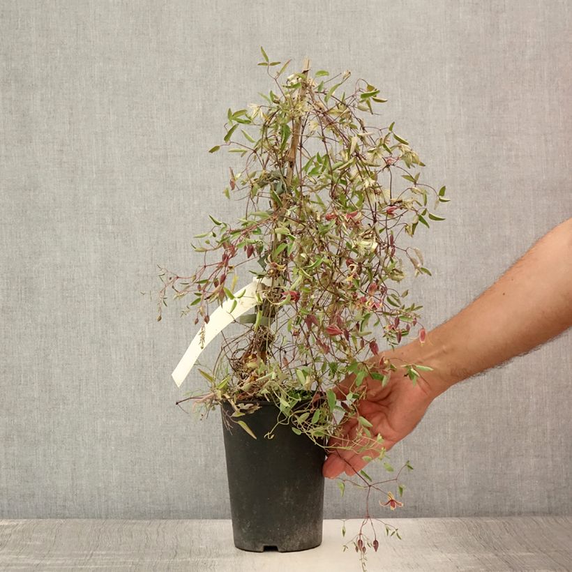 Esemplare di Clematis tangutica My Angel - Clematide Vaso da 2L/3L consegnato in estate