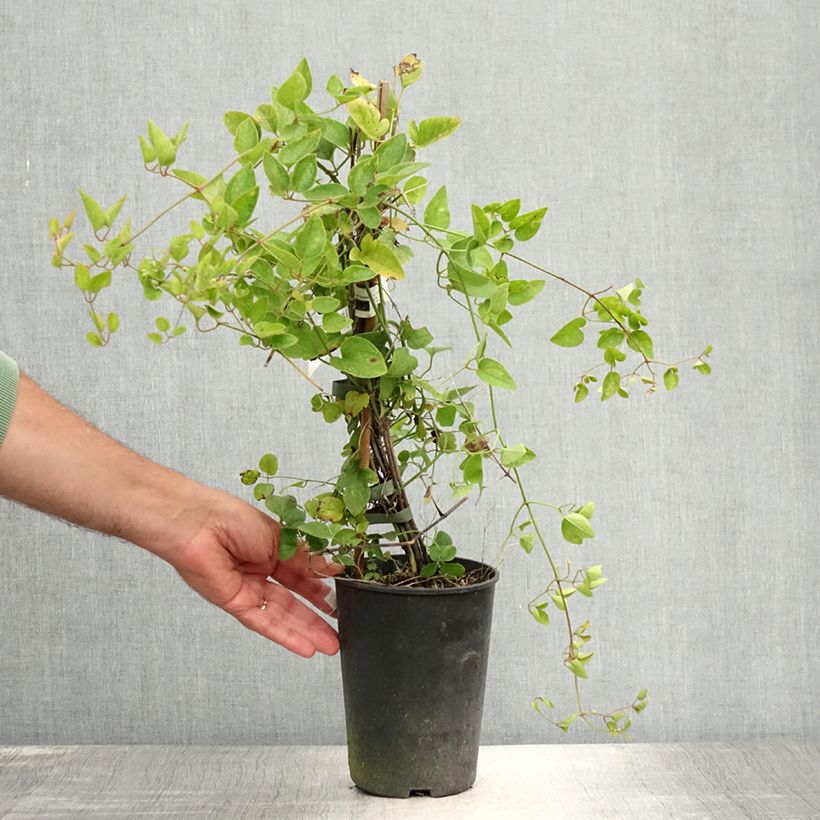 Esemplare di Clematis terniflora - Clematide Vaso da 2L/3L consegnato in estate