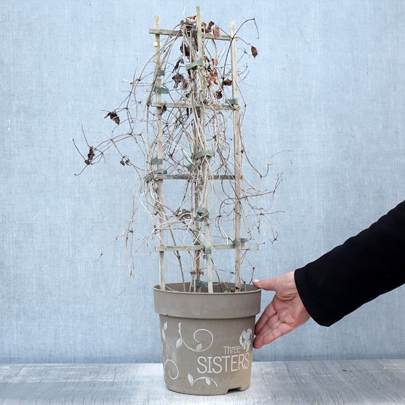 Esemplare di Clematis Mix Tricolor - Clematide Vaso da 6L/7L come consegnato in autunno