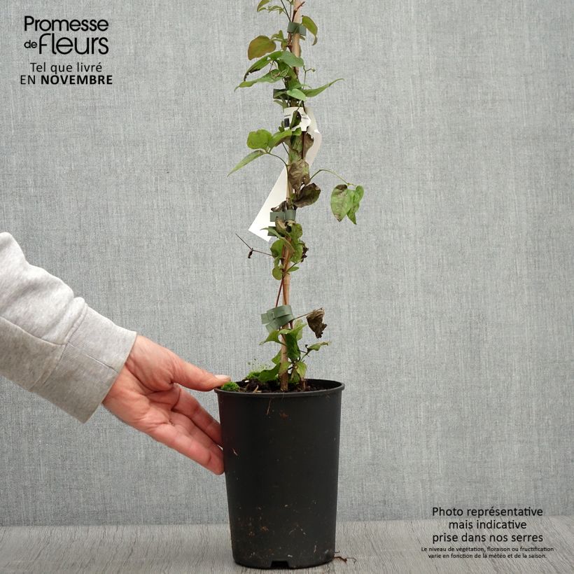 Esemplare di Clematis jackmanii Trikatrei - Clematide Vaso da 2L/3L come consegnato in autunno