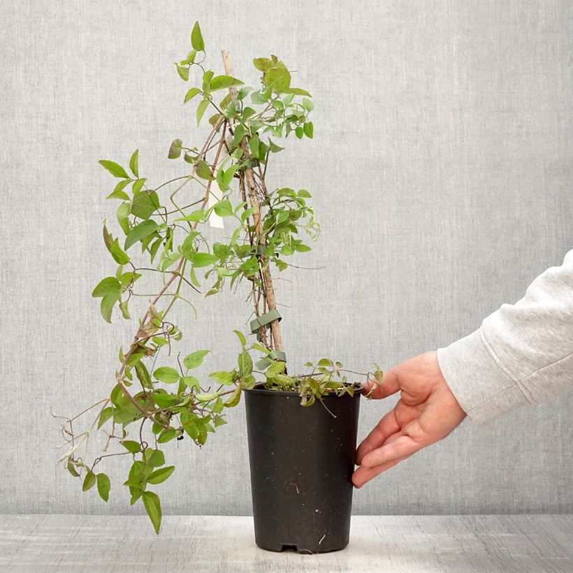 Clematis jackmanii Trikatrei - Clematide Vaso da 2L/3L esemplare consegnato in primavera