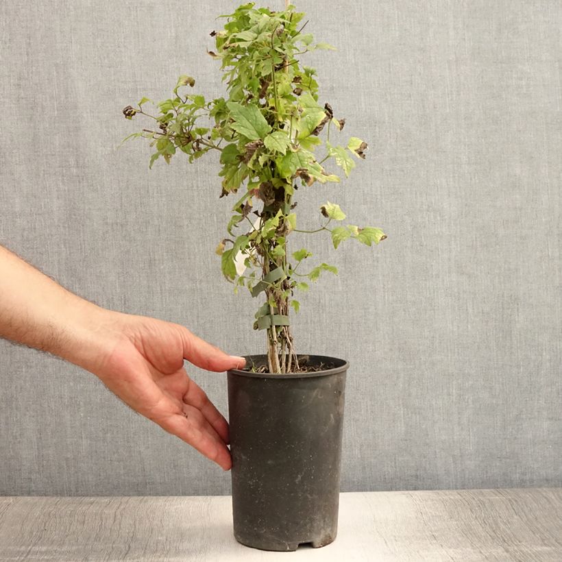 Esemplare di Clematis vitalba - Clematide Vaso da 2L/3L consegnato in estate