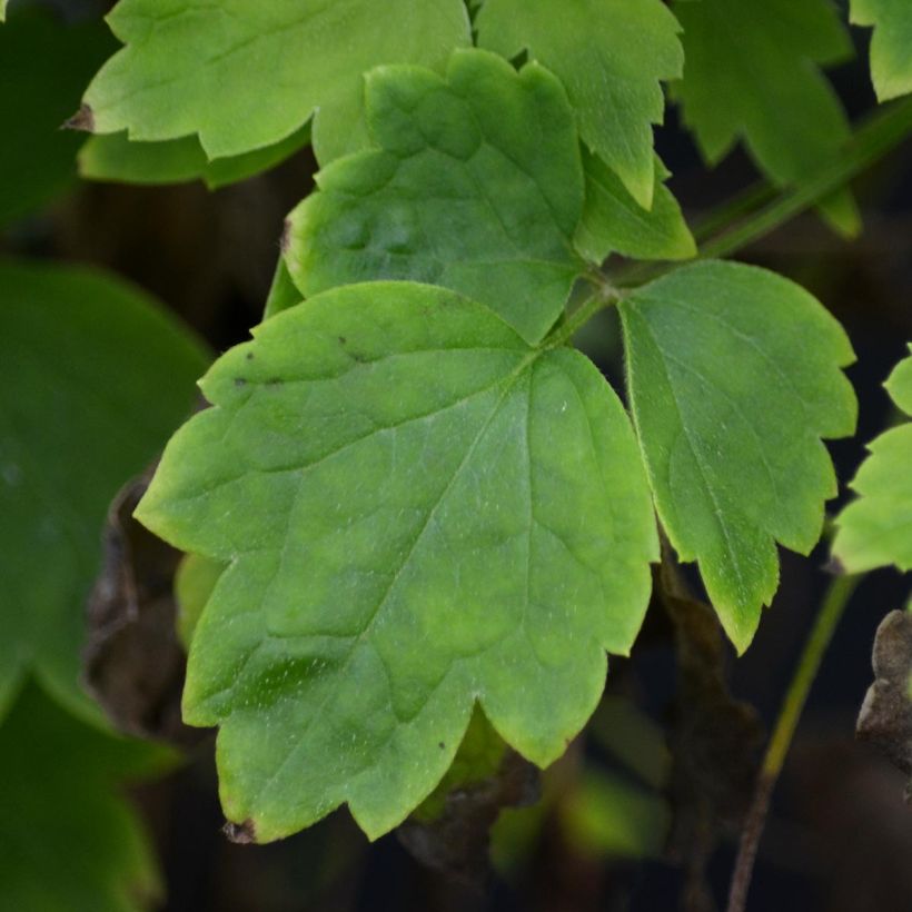 Clematis vitalba Trichotoma - Clematide (Fogliame)