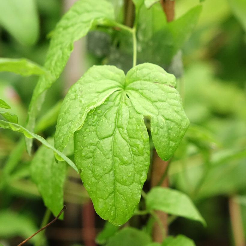 Clematis viticella Abundance - Clematide (Fogliame)