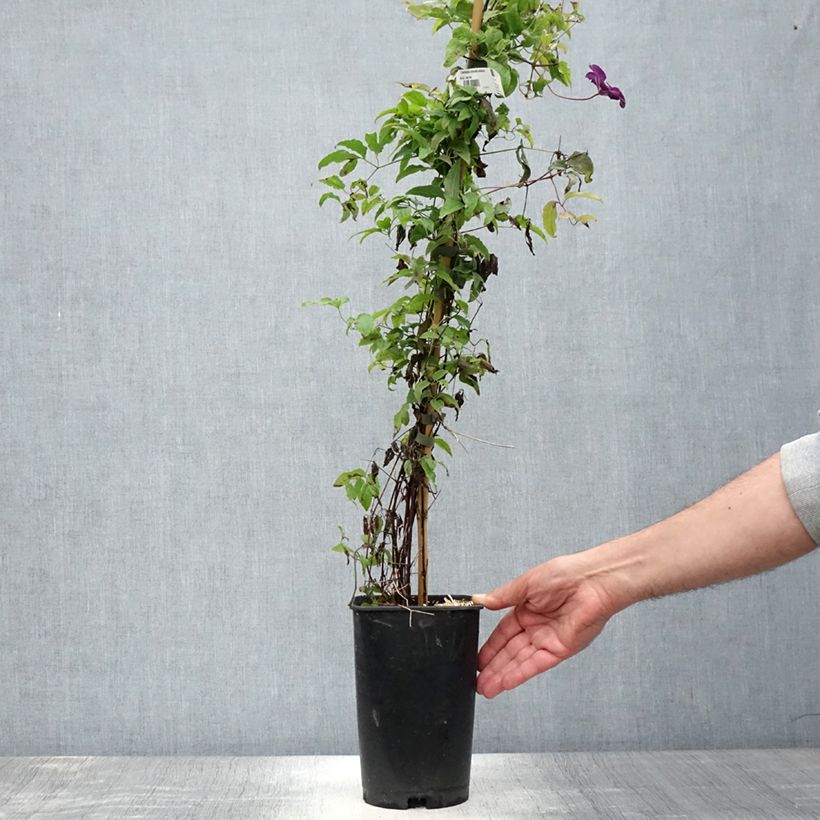 Esemplare di Clematis viticella Aotearoa - Clematide Vaso da 2L/3L consegnato in estate