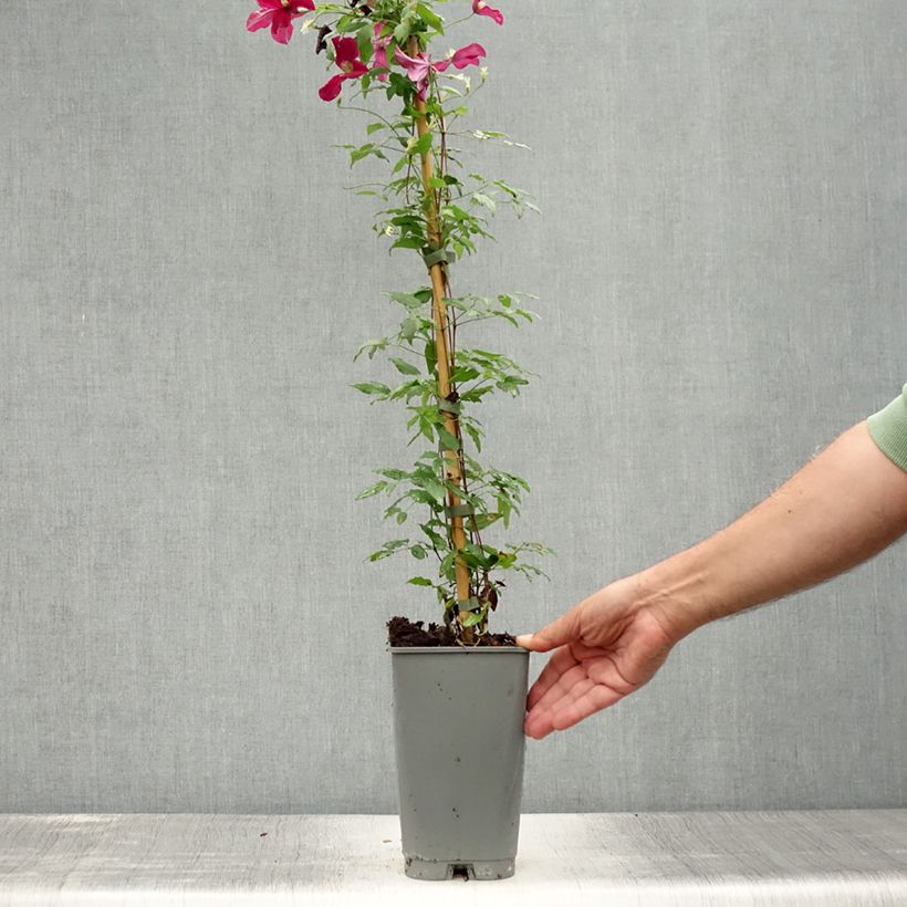 Esemplare di Clematis viticella Burning Love - Clematide Vaso da 2L/3L consegnato in estate