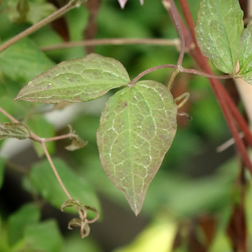 Clematis viticella Burning Love - Clematide (Fogliame)