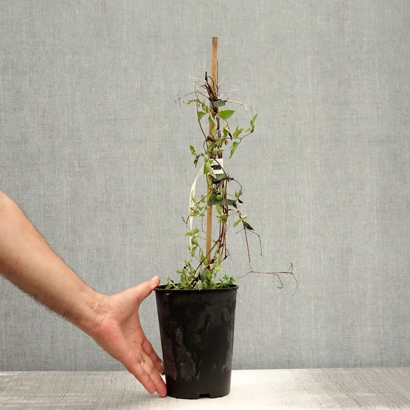 Esemplare di Clematis viticella Caerulea Luxurians - Clematide Vaso da 2L/3L consegnato in estate