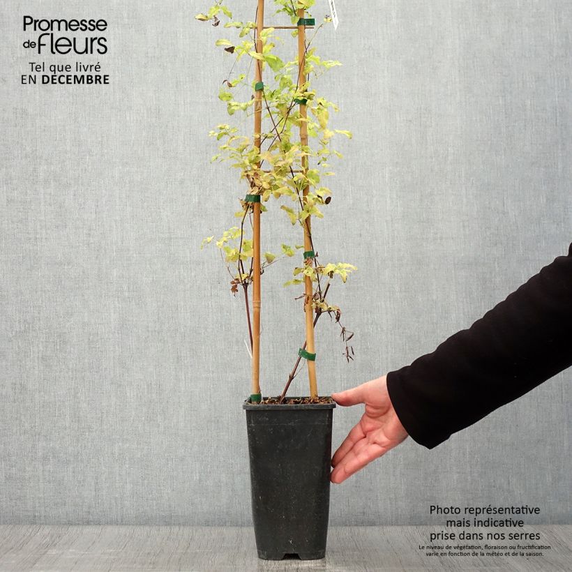 Esemplare di Clematis Krakowiak - Clematide Vaso da 3L/4L come consegnato in autunno