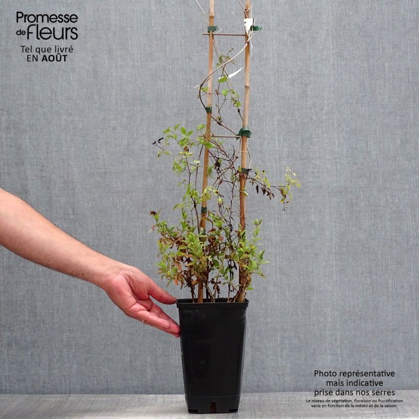 Esemplare di Clematis Krakowiak - Clematide Vaso da 3L/4L consegnato in estate