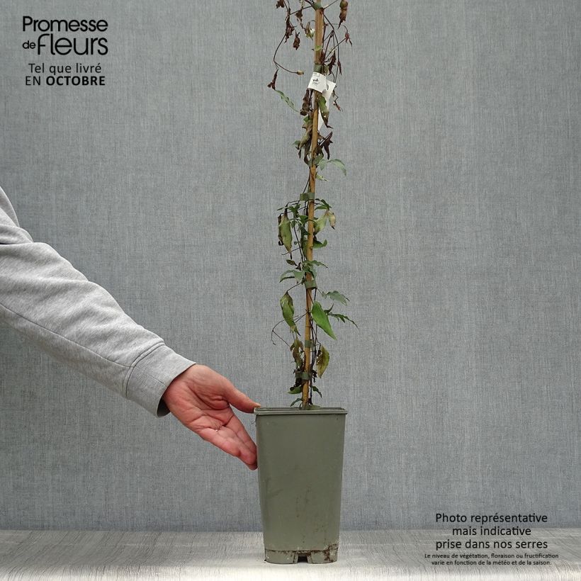 Esemplare di Clematis Panther - Clematide Vaso da 2L/3L come consegnato in autunno