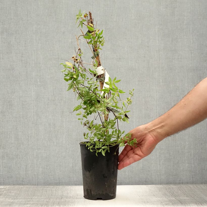 Esemplare di Clematis viticella Rosalyn - Clematide Vaso da 2L/3L consegnato in estate