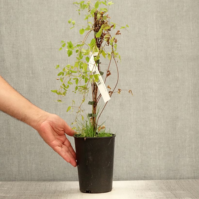 Esemplare di Clematis viticella Royal Velours - Clematide Vaso da 2L/3L consegnato in estate