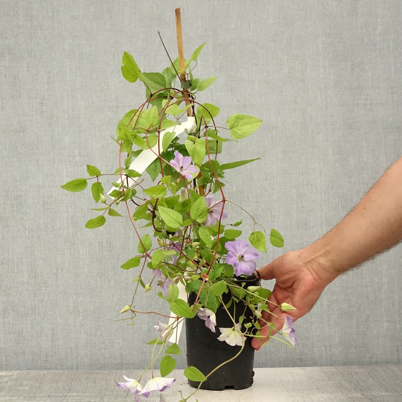 Esemplare di Clematis Sea Breeze - Clematide Vaso da 2L/3L consegnato in estate