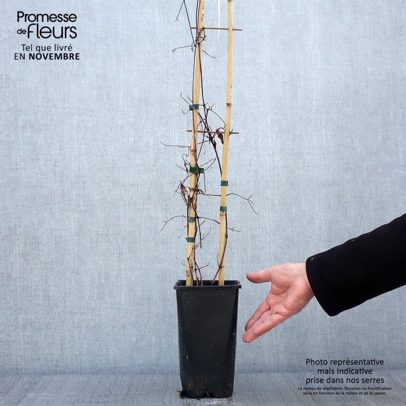 Esemplare di Clematis Viva Polonia - Clematide Vaso da 2L/3L come consegnato in autunno