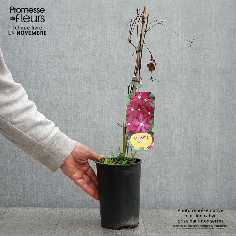 Esemplare di Clematis Voluceau - Clematide Vaso da 2L/3L come consegnato in autunno