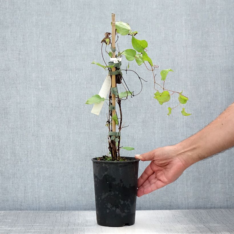 Esemplare di Clematis Vyvyan Pennell - Clematide Vaso da 2L/3L consegnato in estate