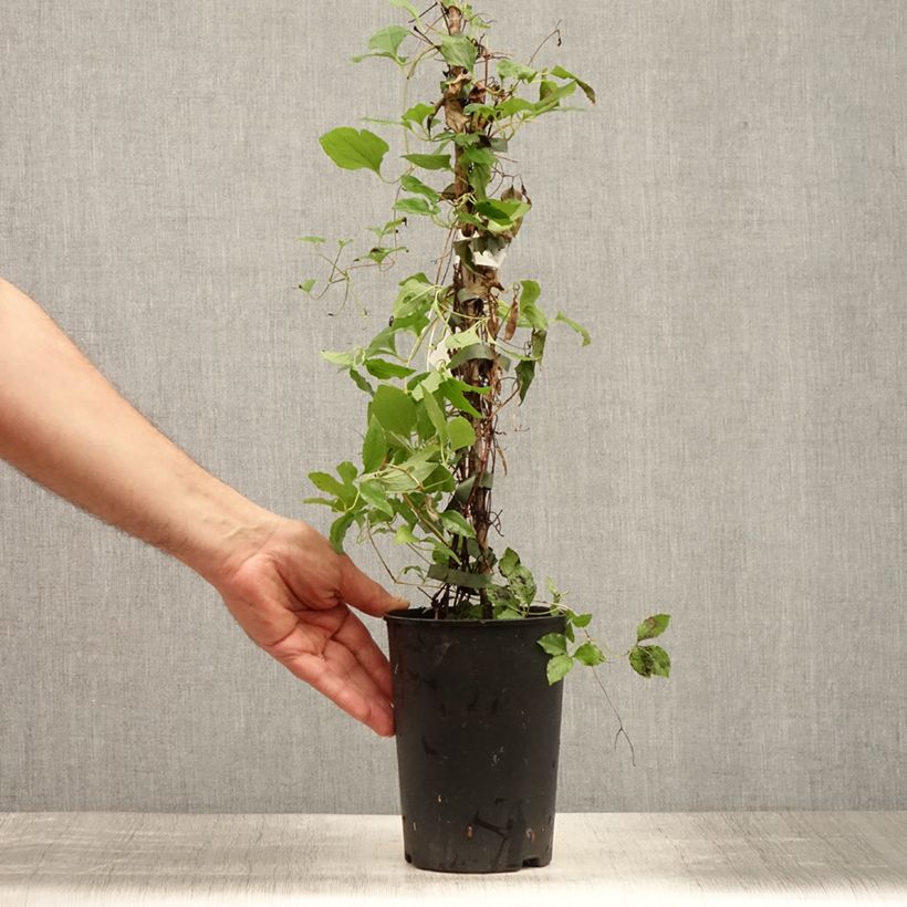 Esemplare di Clematis White Pearl - Clematide Vaso da 2L/3L consegnato in estate