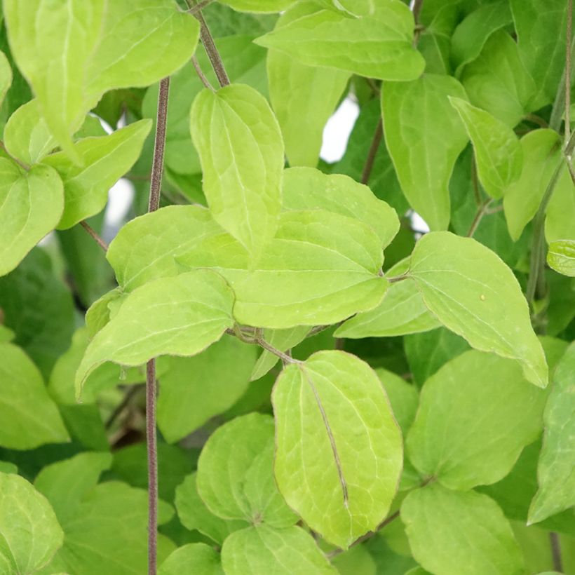 Clematis Yukikomachi - Clematide (Fogliame)