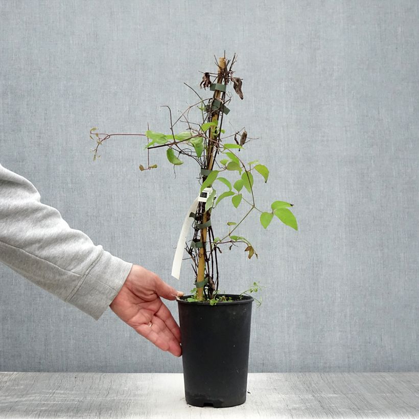 Esemplare di Clematis Yukiokoshi - Clematide Vaso da 2L/3L consegnato in estate