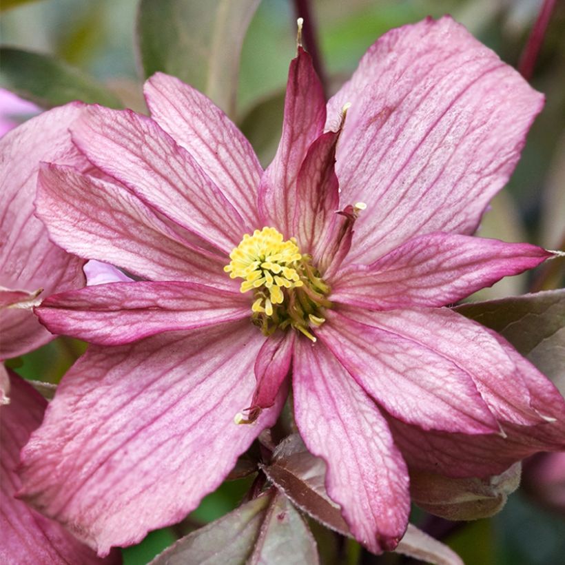 Clematis montana Sunrise - Clematide (Fioritura)