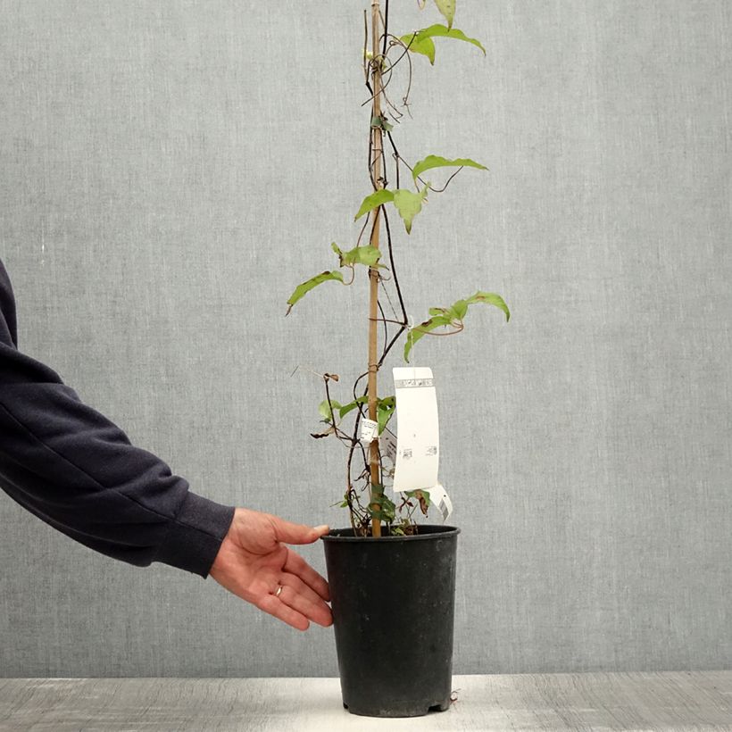 Esemplare di Clematis Etoile de Malicorne - Clematide Vaso da 2L/3L consegnato in estate