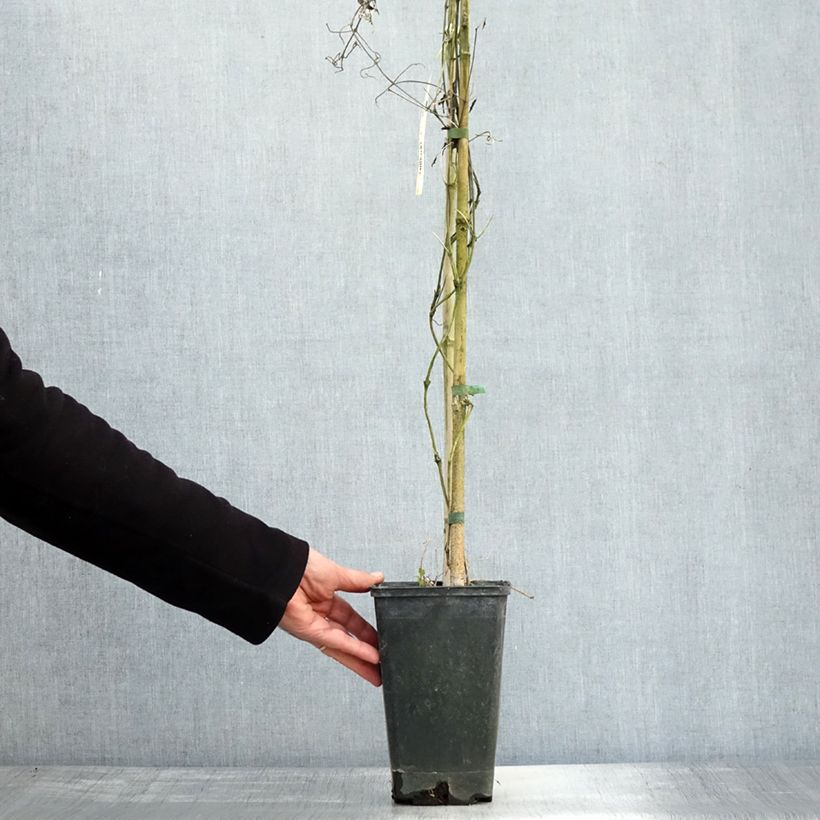 Esemplare di Clematis Hayate - Clematide Vaso da 2L/3L come consegnato in autunno