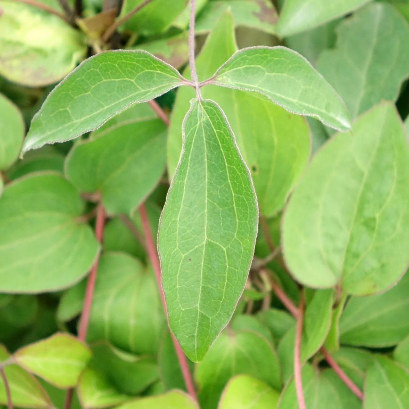 Clematis Henryi - Clematide (Fogliame)