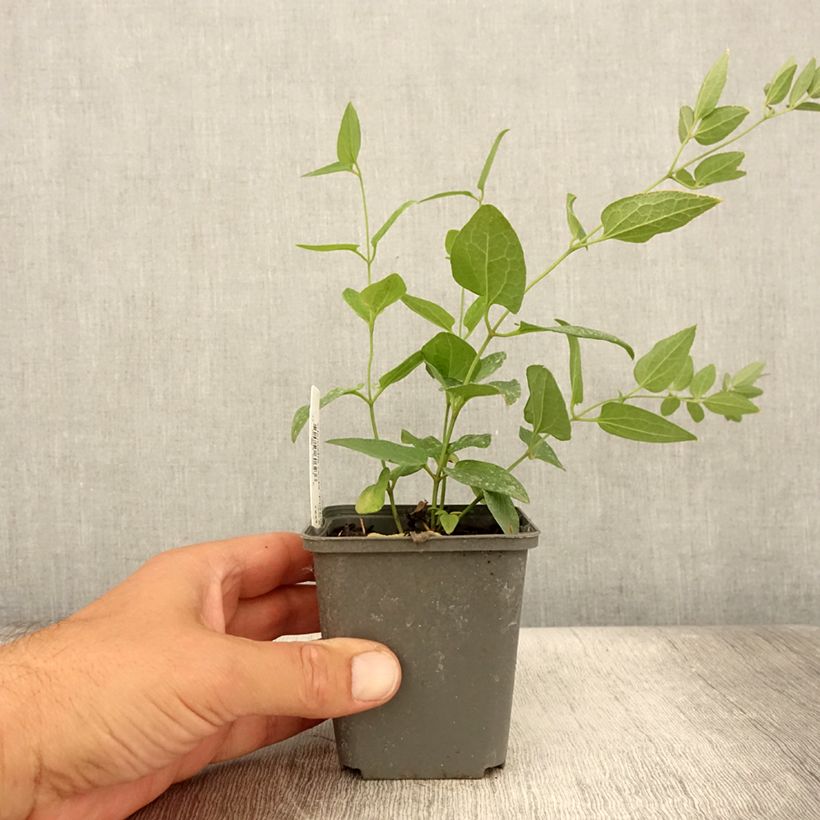 Esemplare di Clematis recta Purpurea - Clematide eretta Vasetto da 8/9 cm consegnato in estate