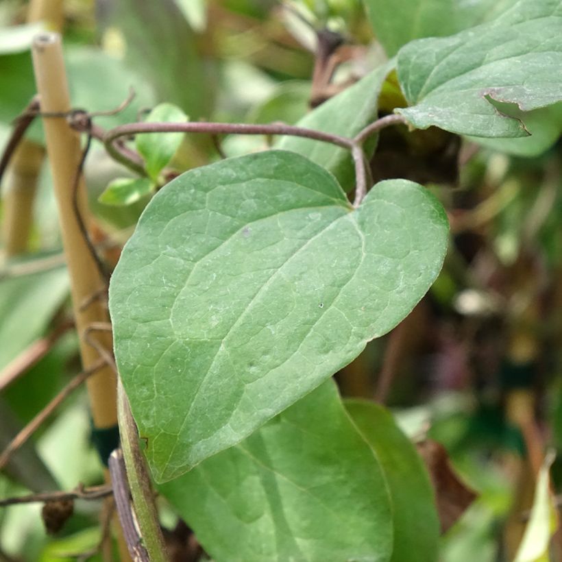 Clematis Honora - Clematide (Fogliame)