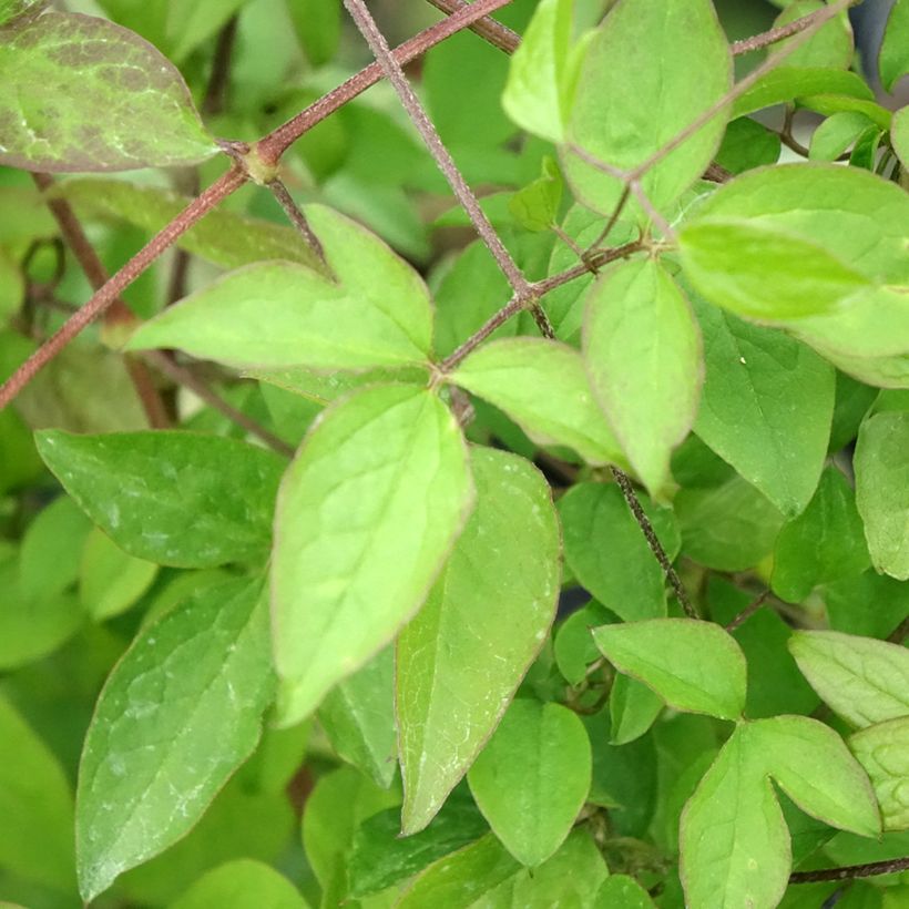 Clematis viticella - Clematide (Fogliame)