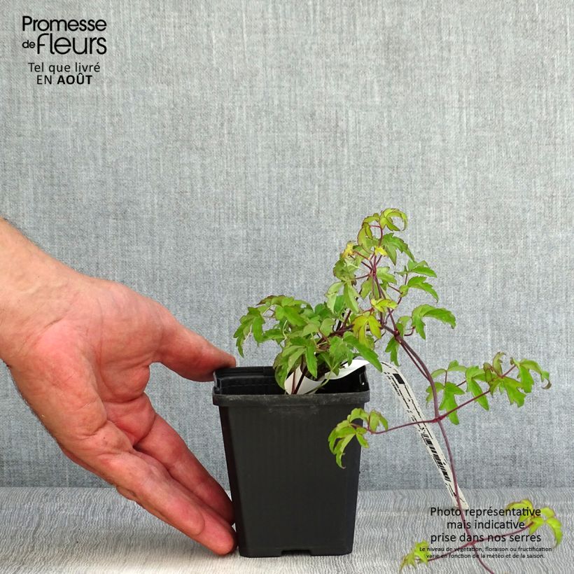 Esemplare di Clematis macropetala - Clematide Vasetto da 8/9 cm consegnato in estate