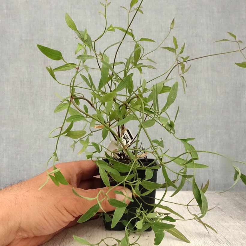 Esemplare di Clematis flammula - Clematide fiammola Vasetto da 8/9 cm consegnato in estate