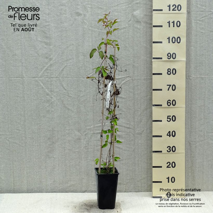 Esemplare di Clematis Pink Celebration - Clematide Vaso da 2L/3L consegnato in estate