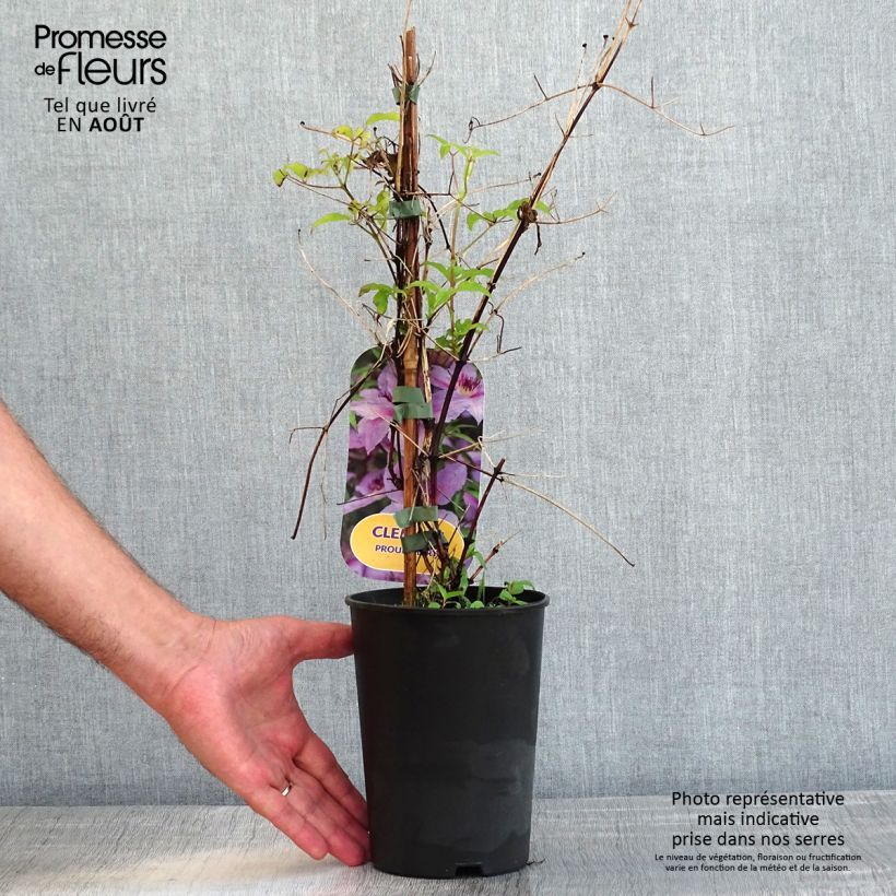 Esemplare di Clematis Proud Mary - Clematide Vaso da 2L/3L consegnato in estate