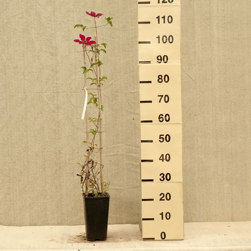 Esemplare di Clematis Saphyra Nancy - Clematide Vaso da 2L/3L consegnato in estate