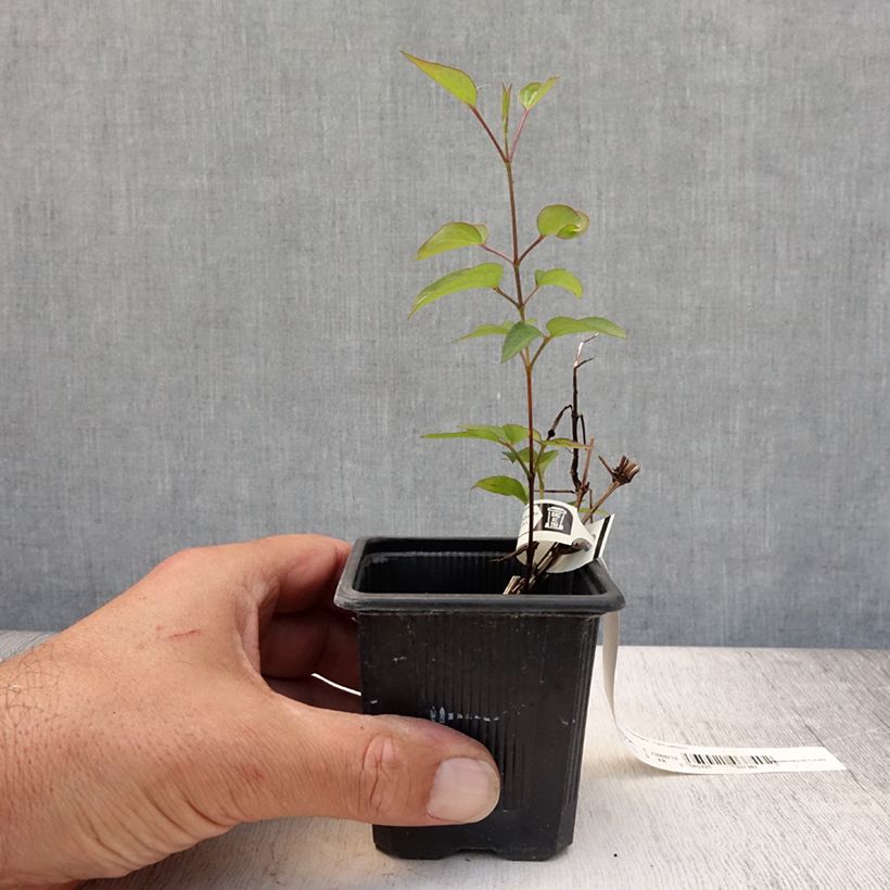 Esemplare di Clematis Saphyra Violetta - Clematide Vasetto da 8/9 cm consegnato in estate