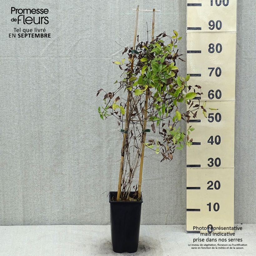 Esemplare di Clematis Saphyra Violetta - Clematide Vaso da 2L/3L consegnato in estate