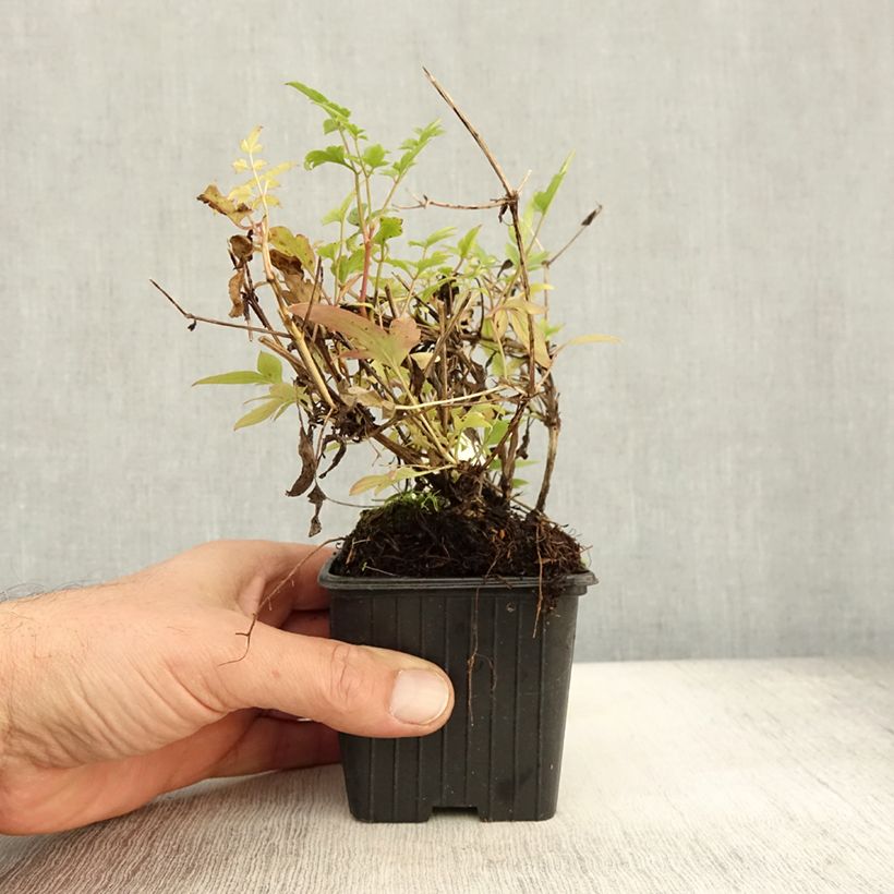 Esemplare di Clematis tibetana subsp. tangutica - Clematide Vasetto da 8/9 cm come consegnato in autunno