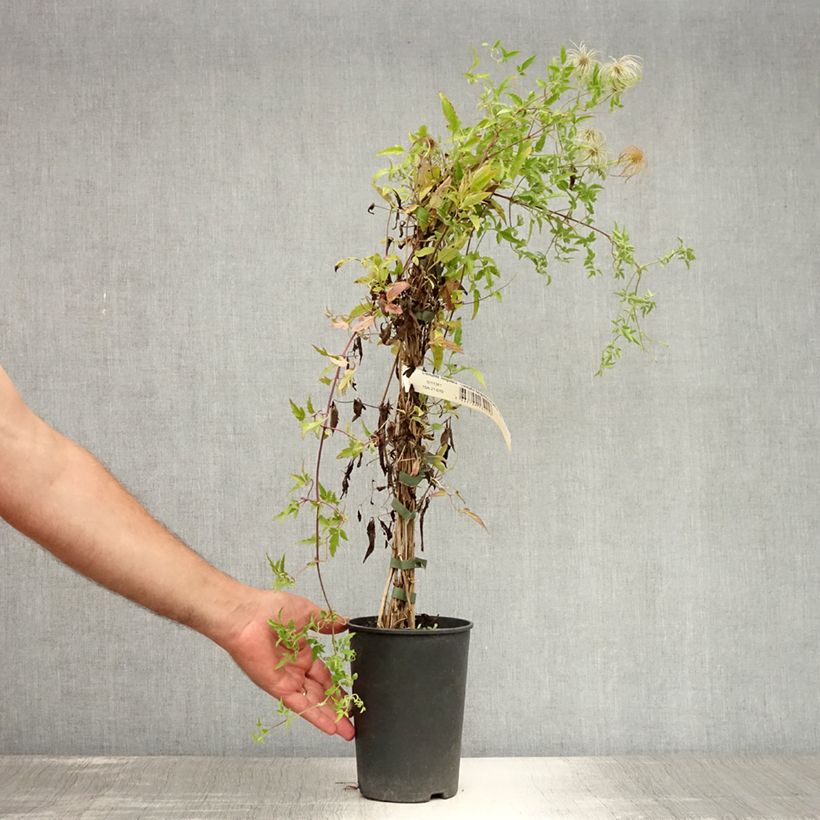 Esemplare di Clematis tibetana subsp. tangutica - Clematide Vaso da 1,5L/2L consegnato in estate