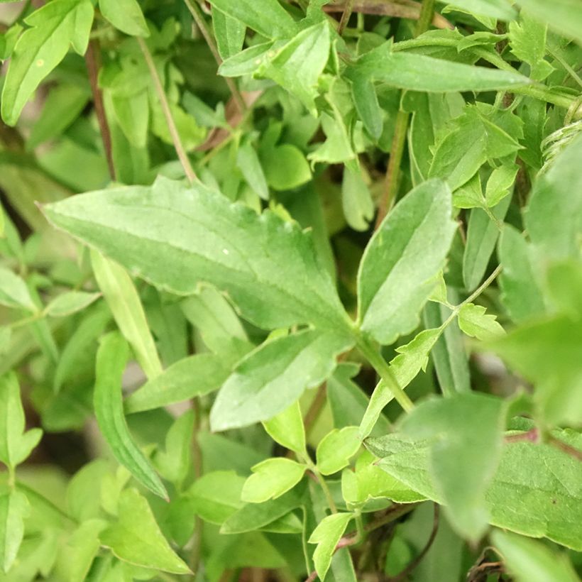 Clematis tibetana subsp. tangutica - Clematide (Fogliame)