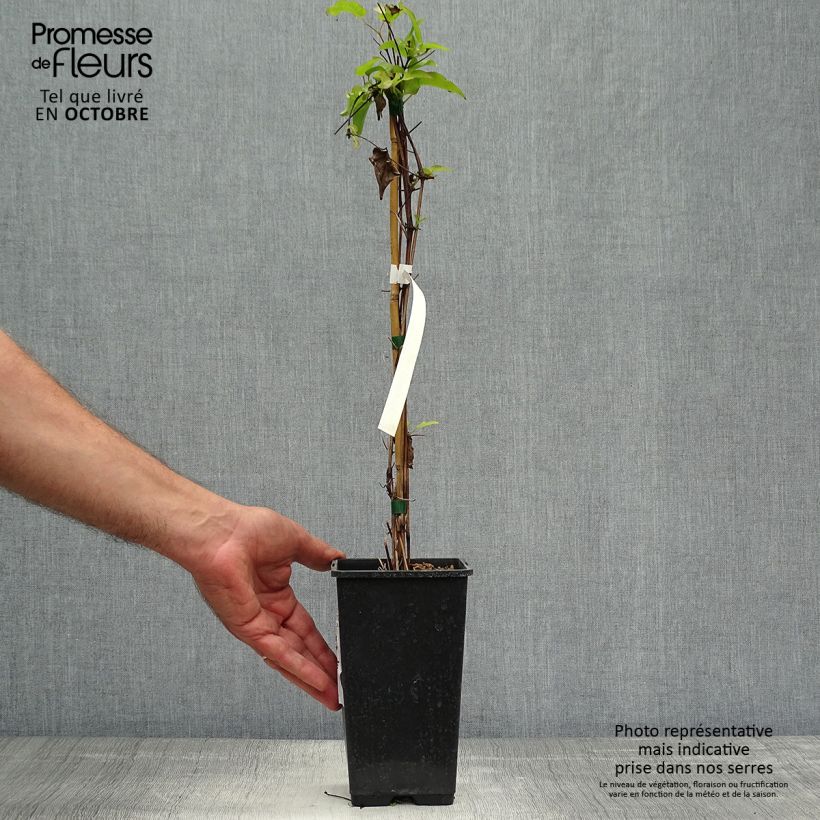 Esemplare di Clematis Wildfire - Clematide Vaso da 1,5L/2L come consegnato in autunno