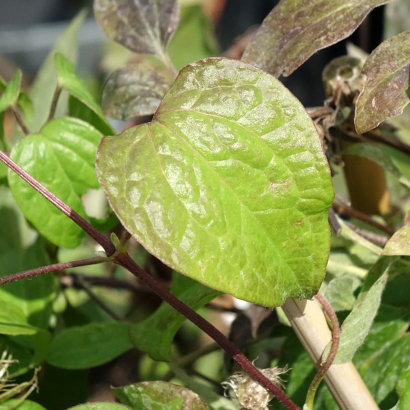 Clematis Wildfire - Clematide (Fogliame)