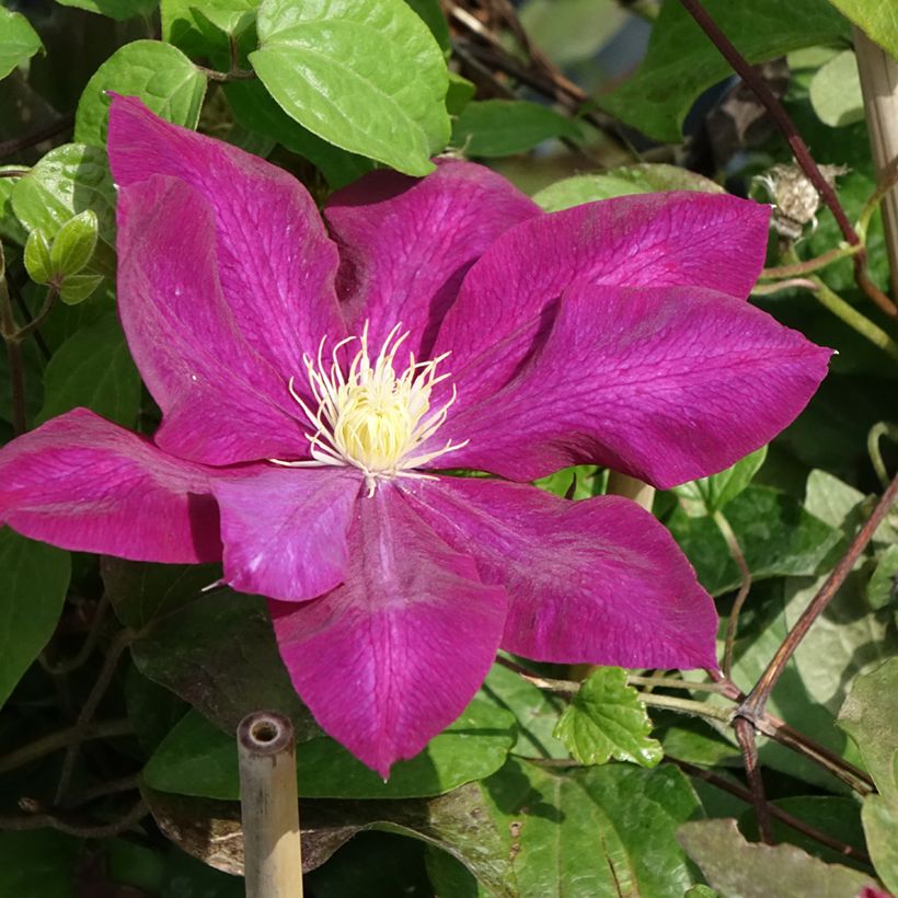 Clematis Wildfire - Clematide (Fioritura)